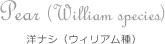 Pear (William species) 洋ナシ（ウィリアム種）